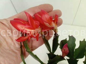 Шлюмбергера Thor Wild Cactus red